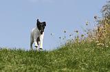 FOX TERRIER POIL LISSE 190